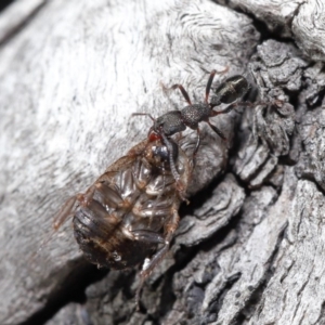 Rhytidoponera tasmaniensis at Hackett, ACT - 30 Jun 2020