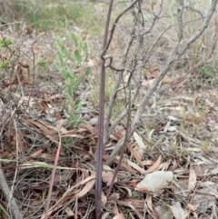 Calochilus platychilus (Purple Beard Orchid) at Cook, ACT - 24 Jun 2020 by CathB