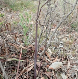 Calochilus platychilus at Cook, ACT - 24 Jun 2020