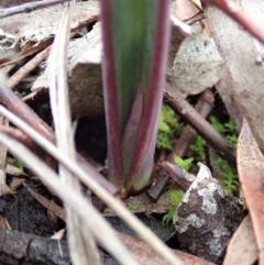 Calochilus platychilus at Cook, ACT - suppressed