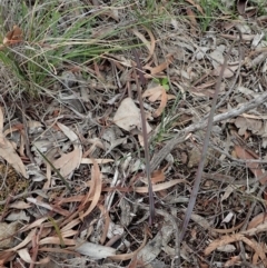 Calochilus platychilus at Cook, ACT - suppressed