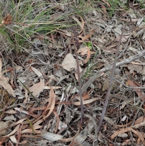 Calochilus platychilus at Cook, ACT - 24 Jun 2020