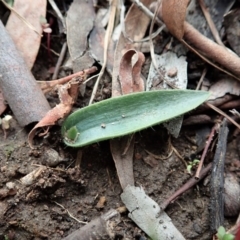 Glossodia major (Wax Lip Orchid) at Mount Painter - 24 Jun 2020 by CathB