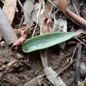 Glossodia major at Cook, ACT - suppressed