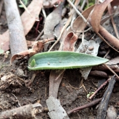 Glossodia major at Cook, ACT - suppressed