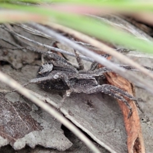 Argoctenus sp. (genus) at Cook, ACT - 24 Jun 2020