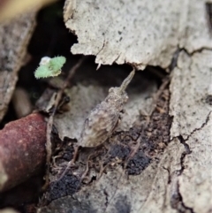 Uloprora risdonensis (Leafhopper) at Cook, ACT - 24 Jun 2020 by CathB