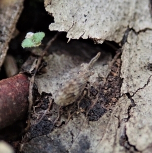 Uloprora risdonensis at Cook, ACT - 24 Jun 2020