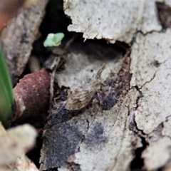 Uloprora risdonensis at Cook, ACT - 24 Jun 2020