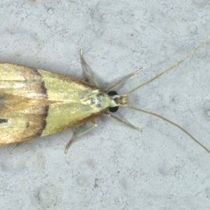 Crocanthes prasinopis at Ainslie, ACT - 29 Nov 2019 08:56 PM