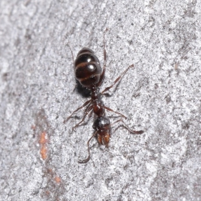 Myrmecorhynchus emeryi (Possum Ant) at ANBG - 30 Jun 2020 by TimL