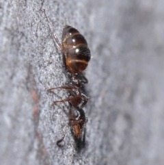 Myrmecorhynchus emeryi at Hackett, ACT - 30 Jun 2020 10:58 AM