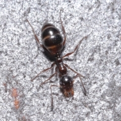 Myrmecorhynchus emeryi at Hackett, ACT - 30 Jun 2020