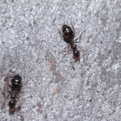 Myrmecorhynchus emeryi at Hackett, ACT - 30 Jun 2020