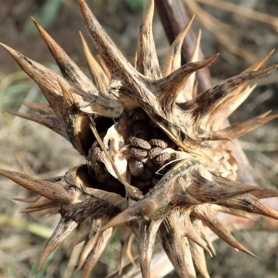 Datura ferox (Fierce Thornapple, Longspine Thornapple) at Cook, ACT - 1 Jul 2020 by CathB