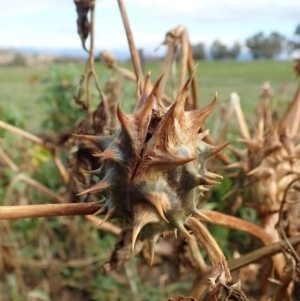 Datura ferox at Cook, ACT - 1 Jul 2020