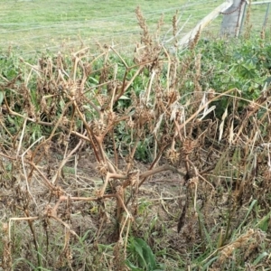 Datura ferox at Cook, ACT - 1 Jul 2020