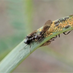 Psyllidae sp. (family) (Unidentified psyllid or lerp insect) at Cook, ACT - 24 Jun 2020 by CathB