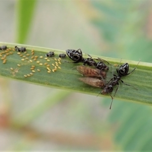 Psyllidae sp. (family) at Cook, ACT - 24 Jun 2020