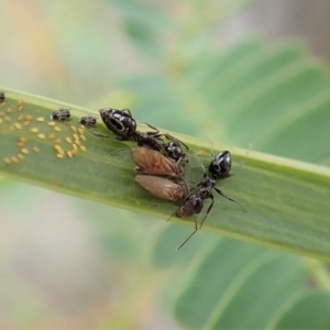 Psyllidae sp. (family) at Cook, ACT - 24 Jun 2020