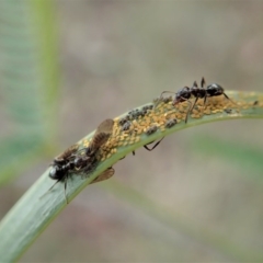 Myrmecorhynchus emeryi (Possum Ant) at Cook, ACT - 24 Jun 2020 by CathB