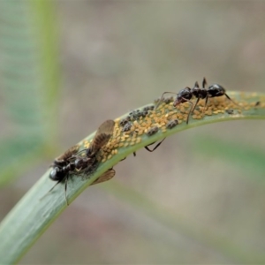 Myrmecorhynchus emeryi at Cook, ACT - 24 Jun 2020 01:18 PM