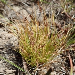 Schoenus apogon sightings - Canberra & Southern Tablelands