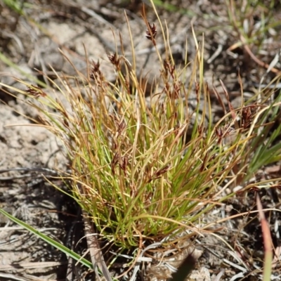 Schoenus apogon (Common Bog Sedge) at Mount Painter - 19 Nov 2019 by CathB