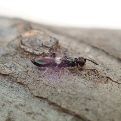 Pteromalidae (family) (Pteromalid wasp) at Cook, ACT - 27 Oct 2019 by CathB
