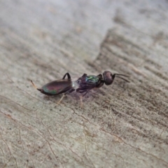 Pteromalidae (family) at Cook, ACT - 27 Oct 2019