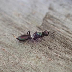 Pteromalidae (family) at Cook, ACT - 27 Oct 2019 10:28 AM