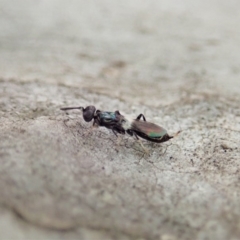 Pteromalidae (family) at Cook, ACT - 27 Oct 2019 10:28 AM