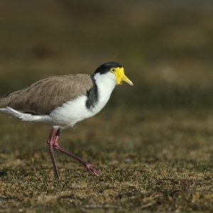 Vanellus miles at Merimbula, NSW - 29 Jun 2020