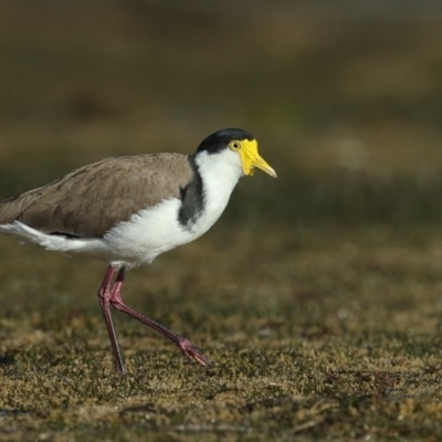 Vanellus miles (Masked Lapwing) at Merimbula, NSW - 29 Jun 2020 by Leo