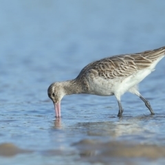 Limosa lapponica (Bar-tailed Godwit) at Merimbula, NSW - 29 Jun 2020 by Leo