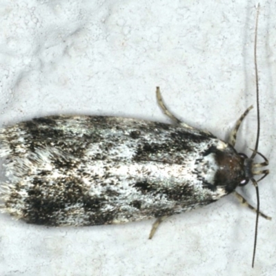 Barea confusella (A Concealer moth) at Ainslie, ACT - 29 Nov 2019 by jbromilow50