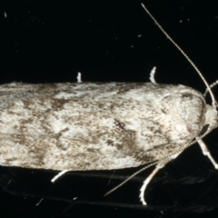 Philobota philostaura (A Concealer moth (Philobota group)) at Ainslie, ACT - 29 Nov 2019 by jb2602