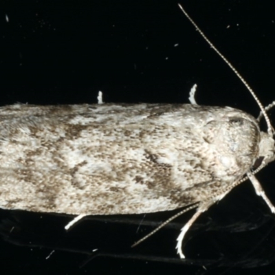 Philobota philostaura (A Concealer moth (Philobota group)) at Ainslie, ACT - 29 Nov 2019 by jbromilow50