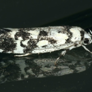 Lichenaula (genus) at Ainslie, ACT - 29 Nov 2019