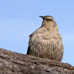 Climacteris picumnus victoriae (Brown Treecreeper) at Tharwa, ACT - 2 Jul 2020 by RodDeb