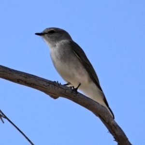 Microeca fascinans at Tharwa, ACT - 2 Jul 2020