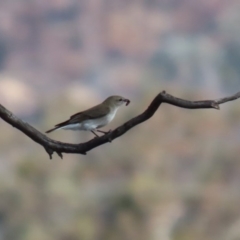 Microeca fascinans at Tharwa, ACT - 2 Jul 2020