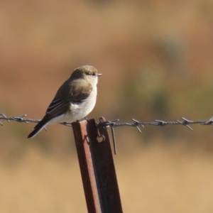 Microeca fascinans at Tharwa, ACT - 2 Jul 2020