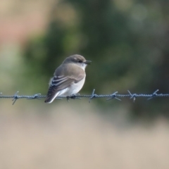 Microeca fascinans at Tharwa, ACT - 2 Jul 2020