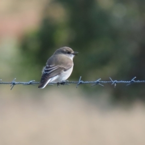 Microeca fascinans at Tharwa, ACT - 2 Jul 2020