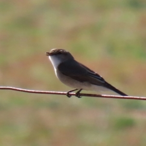 Microeca fascinans at Tharwa, ACT - 2 Jul 2020