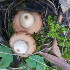 Geastrum sp. (genus) (An earthstar) at Majura, ACT - 1 Jul 2020 by sbittinger