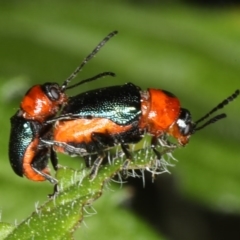 Aporocera (Aporocera) consors (A leaf beetle) at Ainslie, ACT - 29 Nov 2019 by jb2602