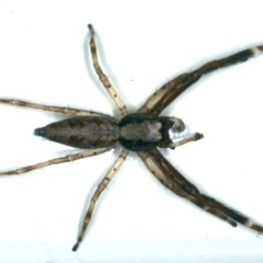 Helpis minitabunda (Threatening jumping spider) at Ainslie, ACT - 28 Nov 2019 by jbromilow50