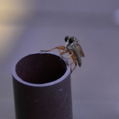 Asilidae (family) (Unidentified Robber fly) at WI Private Property - 28 May 2020 by wendie